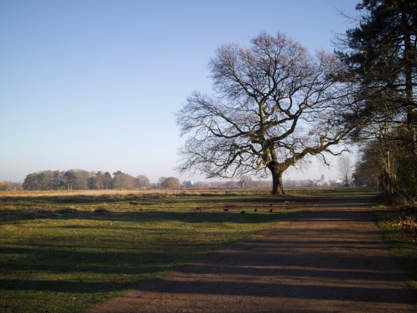 Bushey Park at dawn with a large bare oak tree beside a path, open grass fields stretching into the distance under a clear blue sky