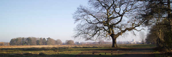 Bushey Park at dawn with a large bare oak tree beside a path, open grass fields stretching into the distance under a clear blue sky
